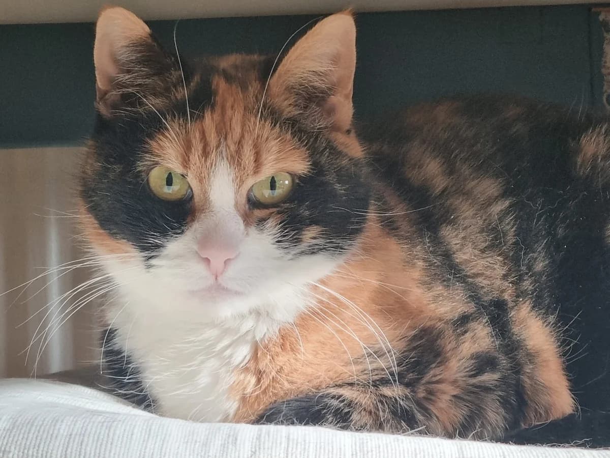 Essi, vit  senior Mixed Breed for adoption at Bergslagens Katthem, 777 50 Smedjebacken