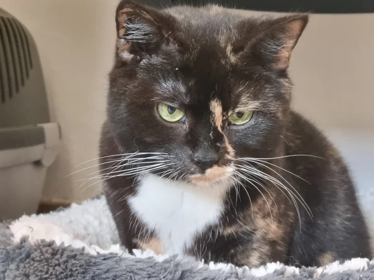 Hulda, female Mixed Breed for adoption at Bergslagens Katthem