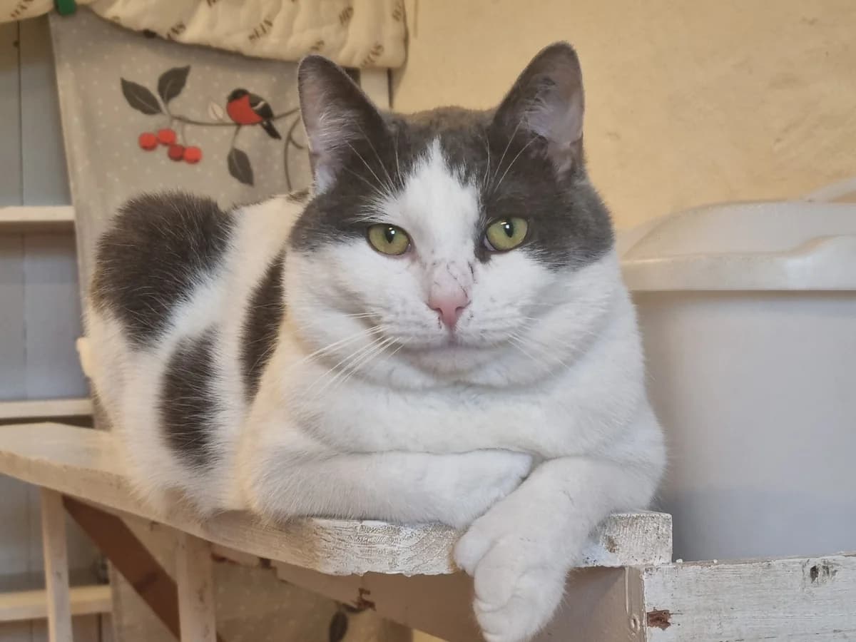 Leo, vit male young Mixed Breed for adoption at Bergslagens Katthem, 777 50 Smedjebacken