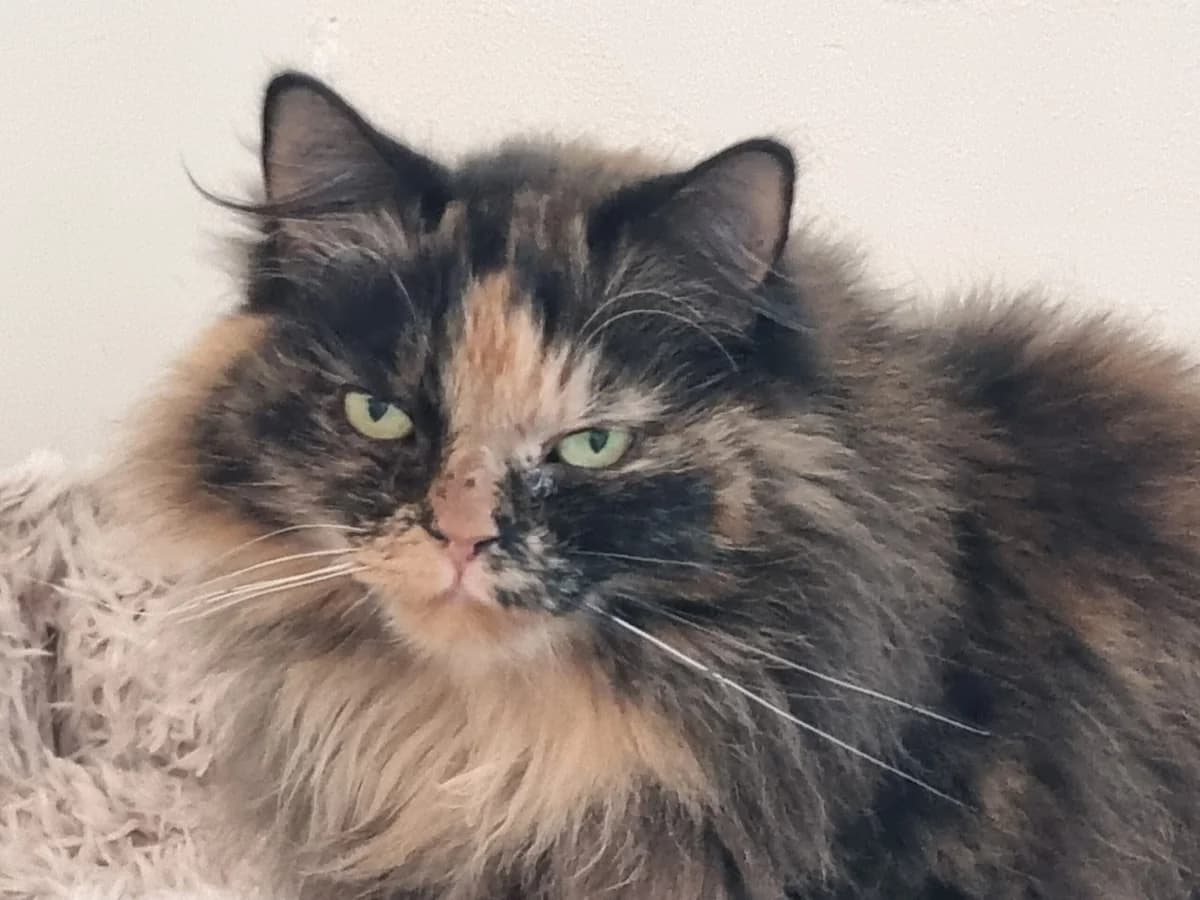 Lizzie,  senior Mixed Breed for adoption at Bergslagens Katthem, Smedjebacken