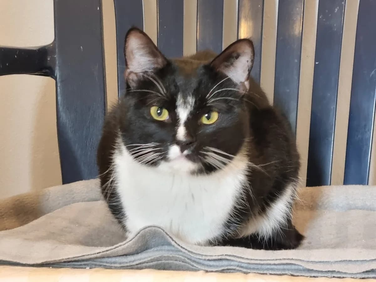 Loki, male Mixed Breed for adoption at Bergslagens Katthem