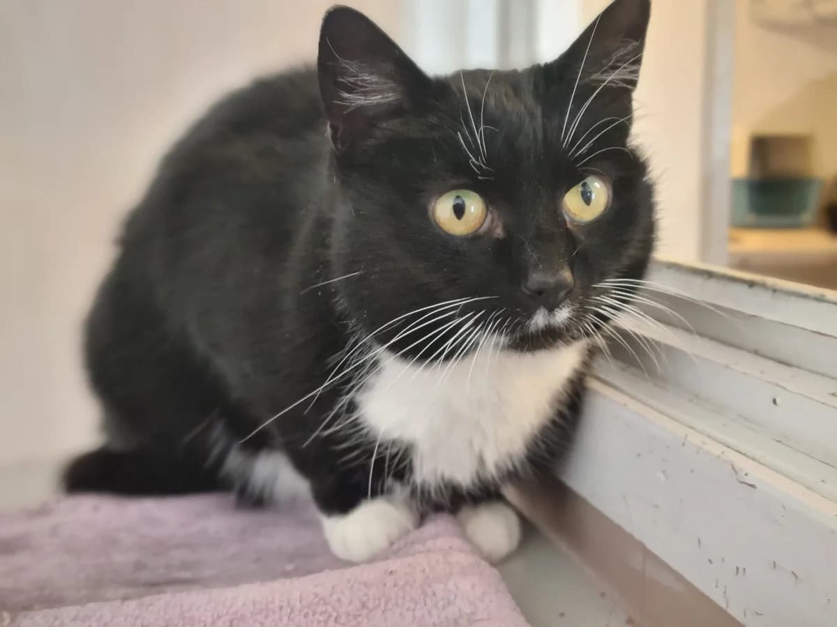 Selma, svart female 7yo Mixed Breed for adoption at Bergslagens Katthem, Smedjebacken