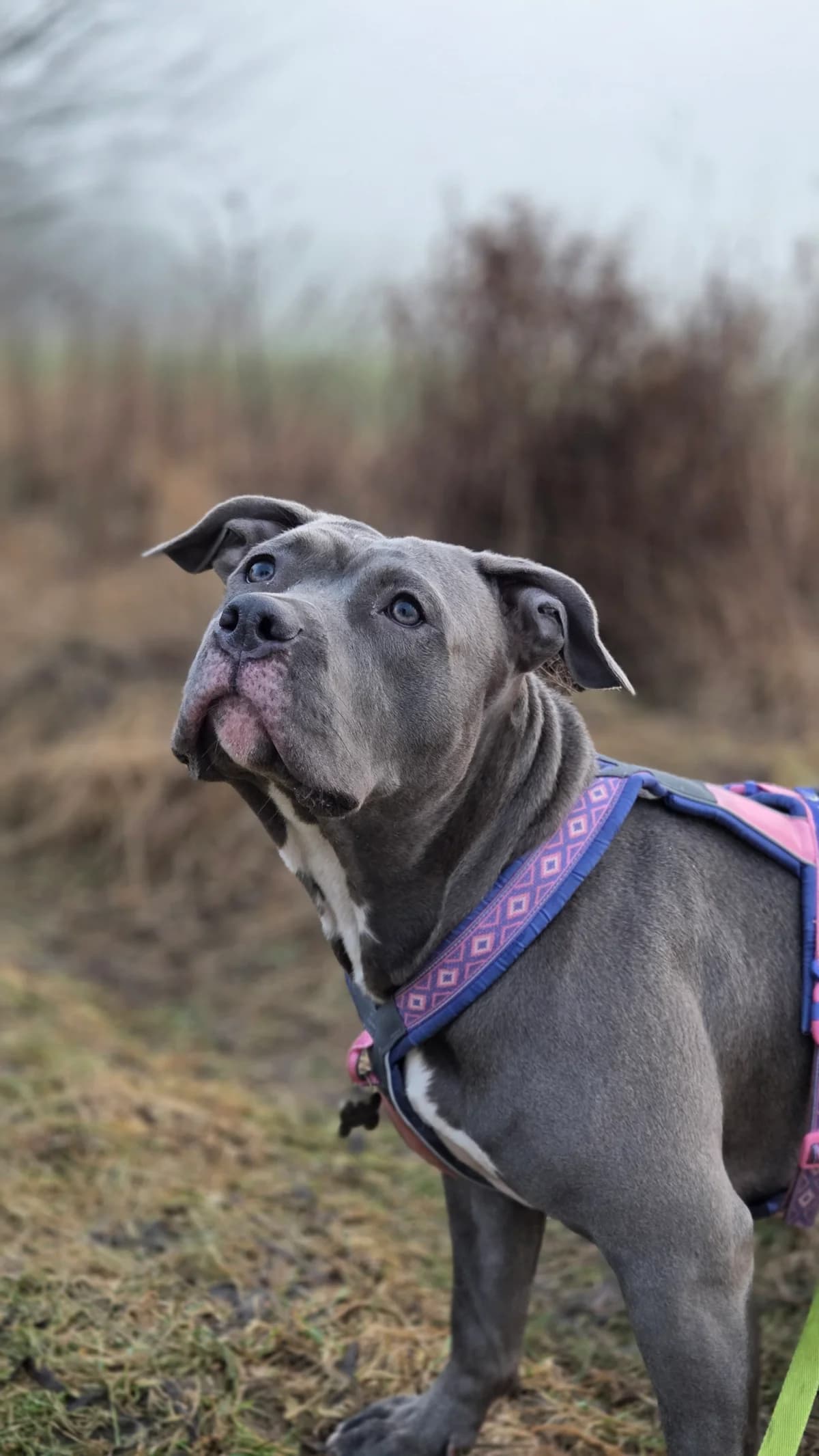 Rosa,  young Mixed Breed for adoption at Djurhemmet i Aggarp, 233 93 Svedala