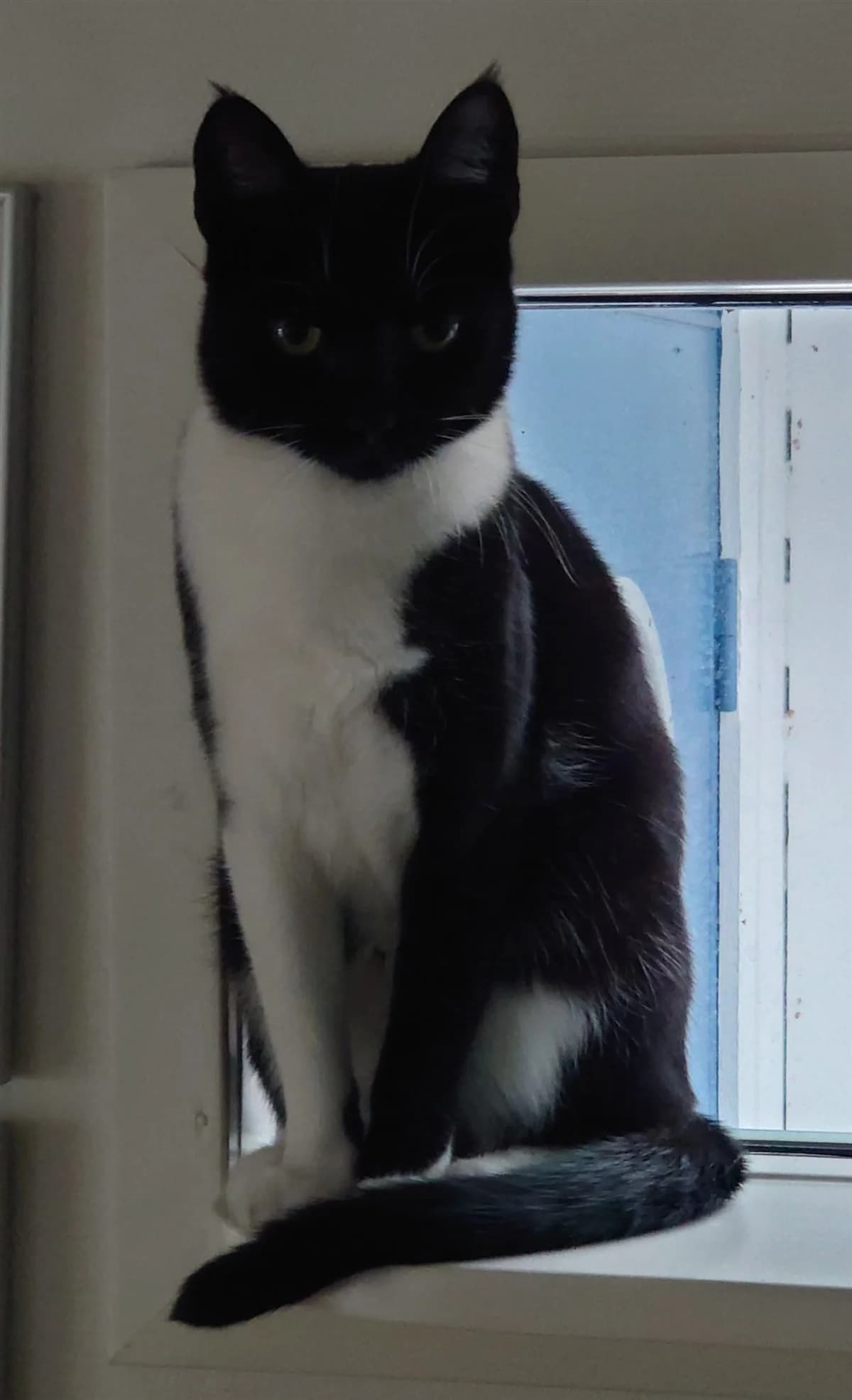 Vera, svart female 4yo Mixed Breed for adoption at Falkenbergs Djurskyddsförening