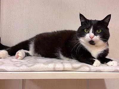 Franziska, female 6yo Mixed Breed for adoption at Djurskyddet Fiahemmet Norrköping, Norrköping