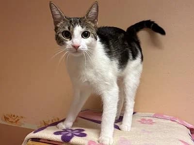 Lilly, female young Mixed Breed for adoption at Djurskyddet Fiahemmet Norrköping, Norrköping