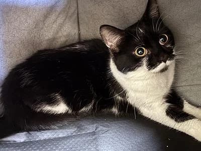 Linn, female puppy Mixed Breed for adoption at Djurskyddet Fiahemmet Norrköping, 602 09 Norrköping