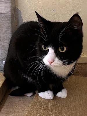 Linn, female Mixed Breed for adoption at Djurskyddet Fiahemmet Norrköping, 602 09 Norrköping