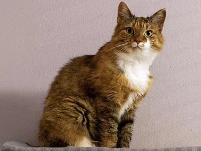 Theodora, female 6yo Mixed Breed for adoption at Djurskyddet Fiahemmet Norrköping, Norrköping
