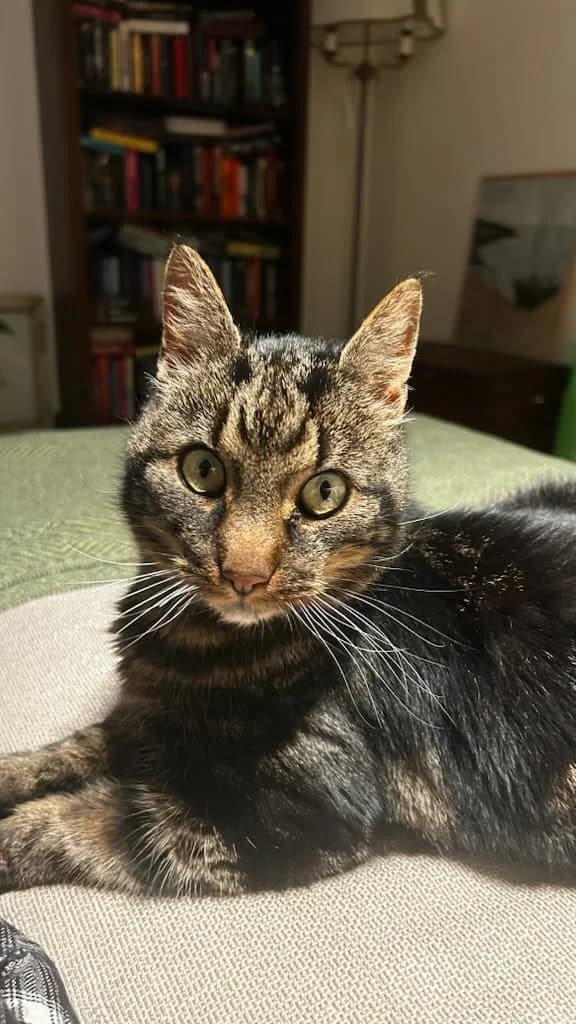Charlie, male 4yo mixed breed for adoption at Föreningen 9 liv Östergötland, Norrköping