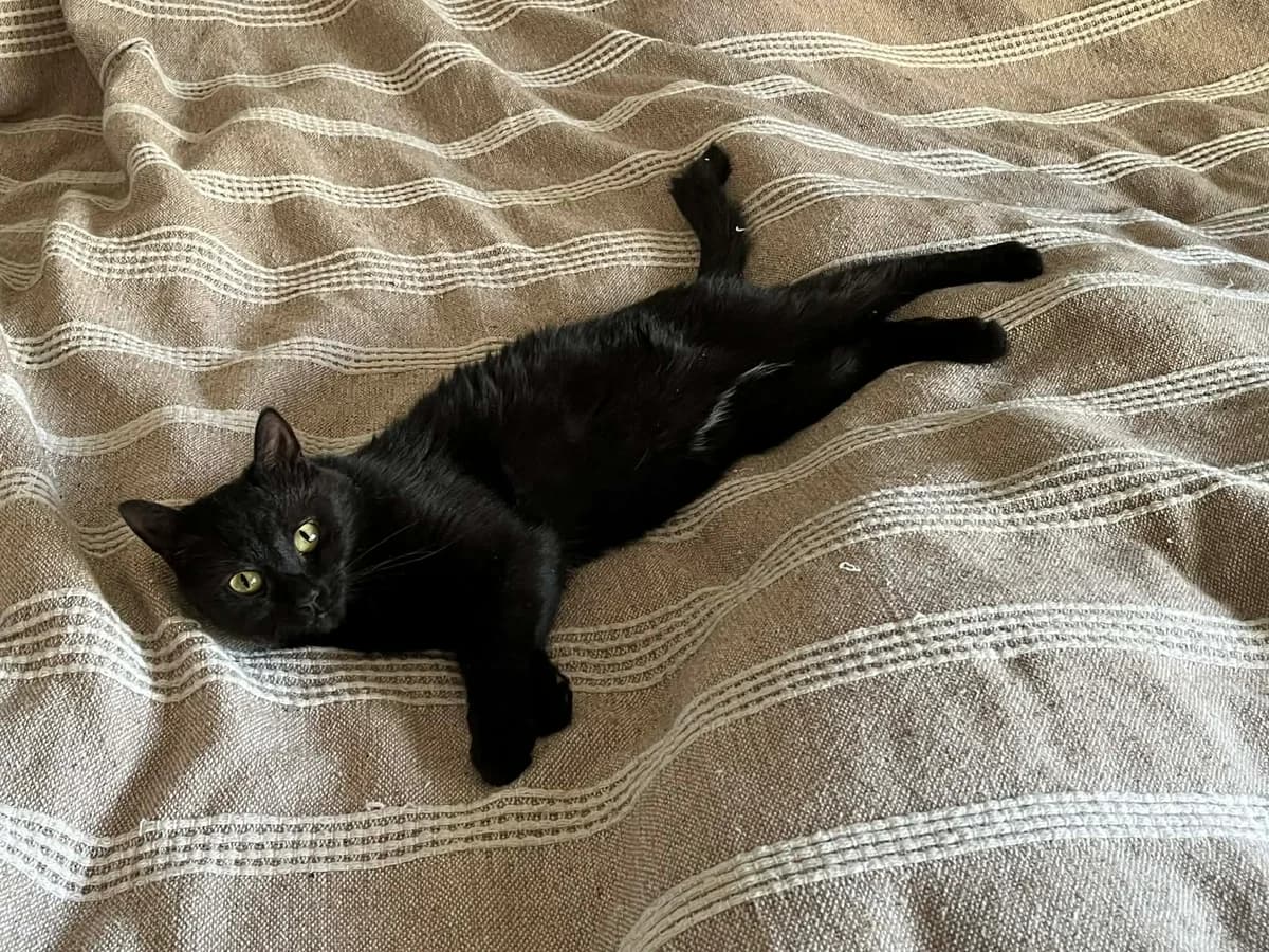 Hera, female 3yo mixed breed for adoption at Föreningen 9 liv Östergötland, 603 57 Norrköping