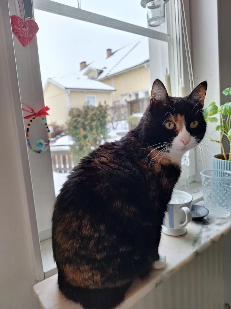 Mollan, female senior mixed breed for adoption at Föreningen 9 liv Östergötland, Norrköping