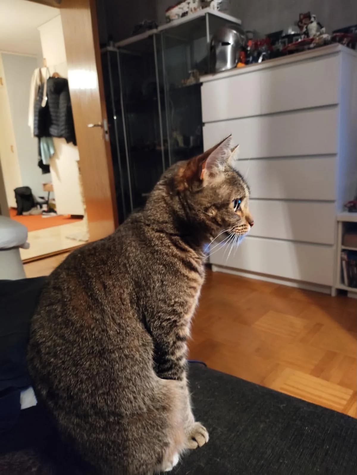 Nollan, female 6yo mixed breed for adoption at Föreningen 9 liv Östergötland, Norrköping