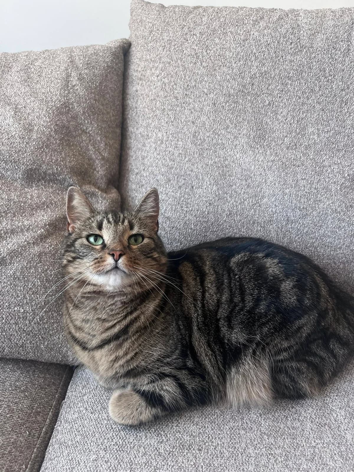 Bailey, female 4yo mixed breed for adoption at Föreningen 9 liv Östergötland, Norrköping