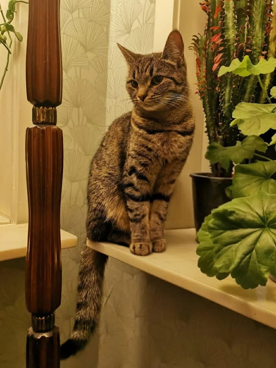 Polly, female 5yo mixed breed for adoption at Föreningen 9 liv Östergötland, 603 57 Norrköping