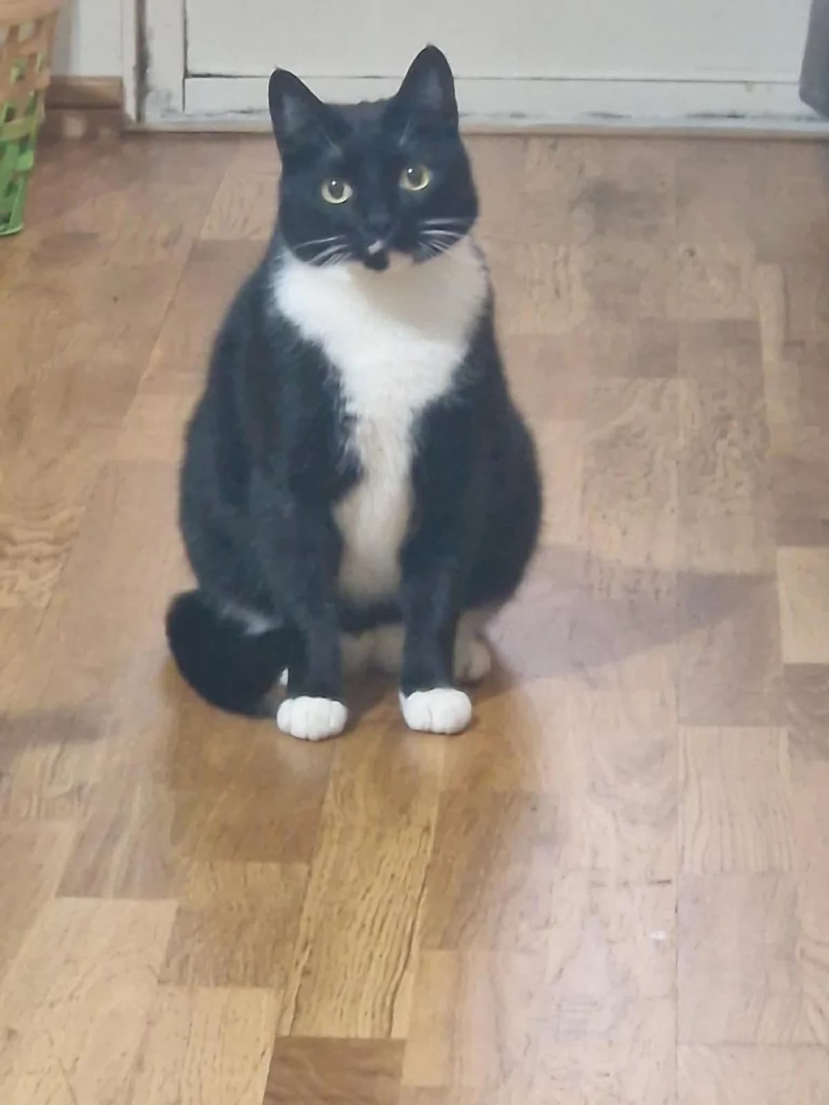 Trisse, male 5yo mixed breed for adoption at Föreningen 9 liv Östergötland, 603 57 Norrköping