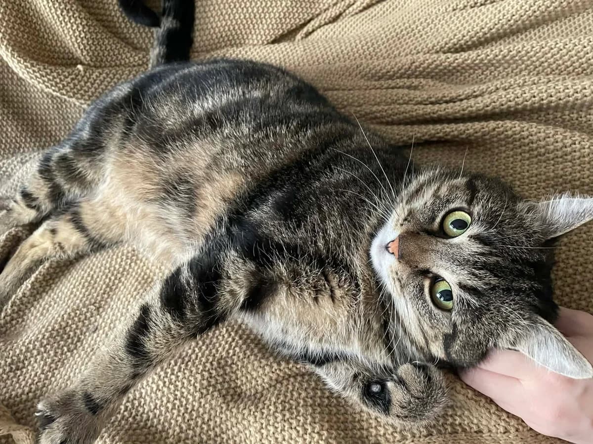 Wiggo, male 4yo mixed breed for adoption at Föreningen 9 liv Östergötland, 603 57 Norrköping