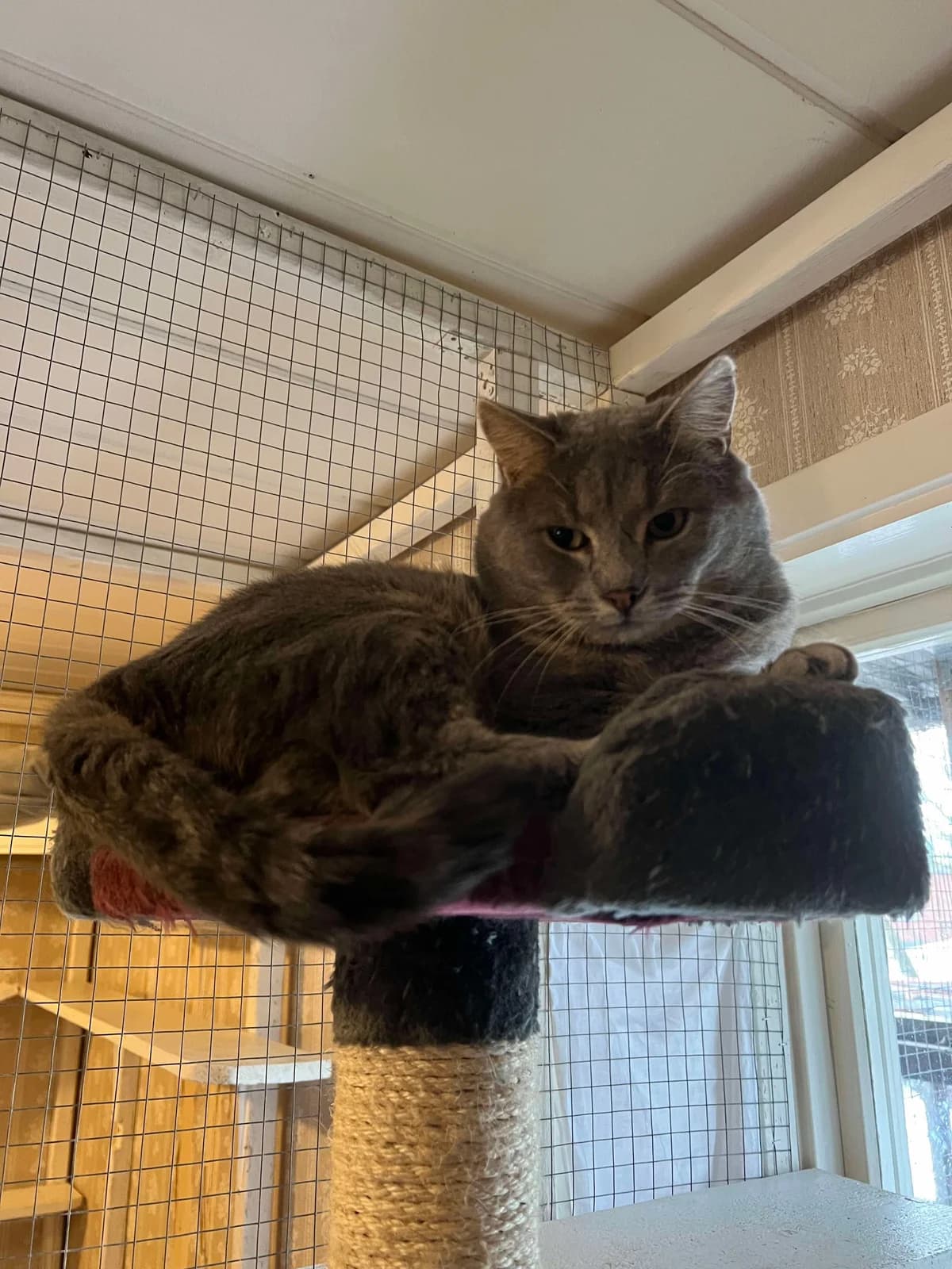 March, male 3yo Mixed Breed for adoption at Gästrike Katthem, 818 33 Valbo