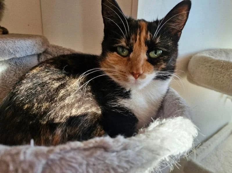 Polly, female young Mixed Breed for adoption at Gästrike Katthem, 818 33 Valbo