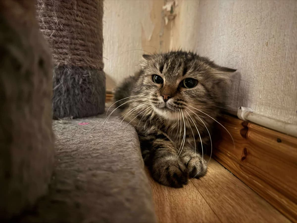 Gry, female Mixed Breed for adoption at Gästrike Katthem, 818 33 Valbo