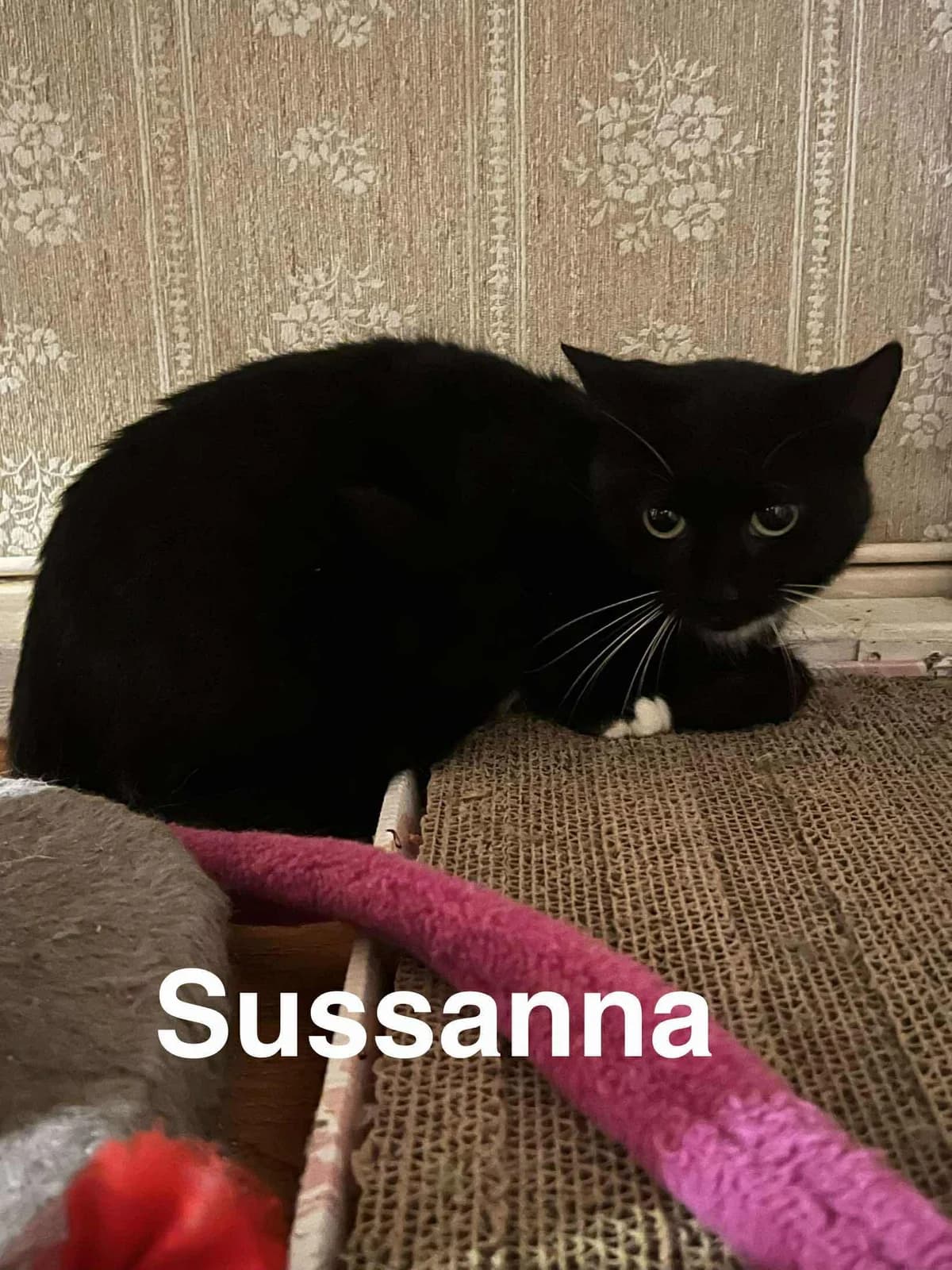 Sussanna, female 3yo Mixed Breed for adoption at Gästrike Katthem, 818 33 Valbo