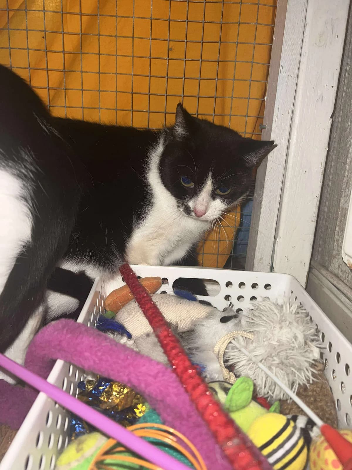 Lina, female young Mixed Breed for adoption at Gästrike Katthem, 818 33 Valbo