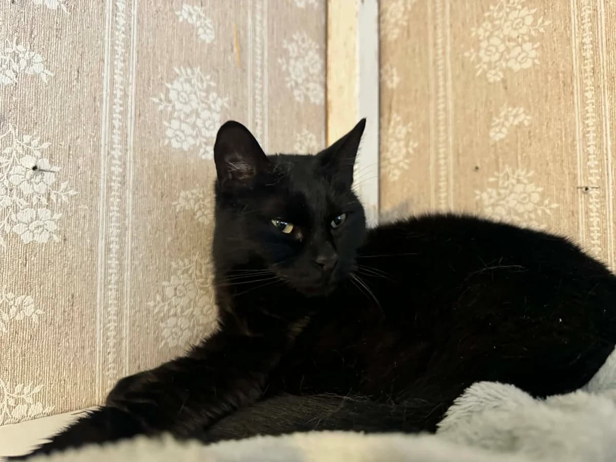 Ludwig, male 6yo Mixed Breed for adoption at Gästrike Katthem, 818 33 Valbo