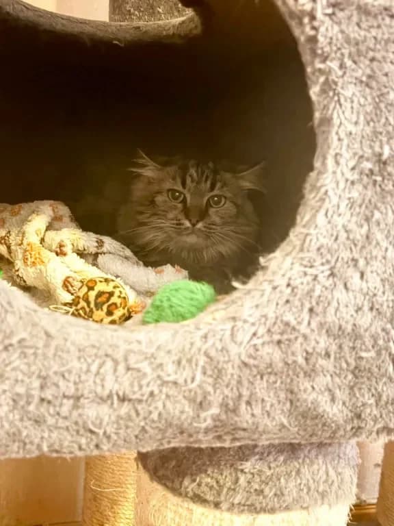 Gry, female 5yo Mixed Breed for adoption at Gästrike Katthem, Valbo