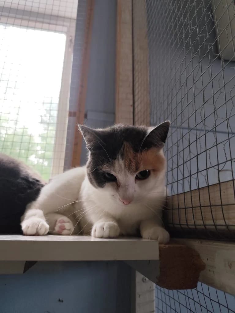 Darla, female Mixed Breed for adoption at Hildas Tassebo