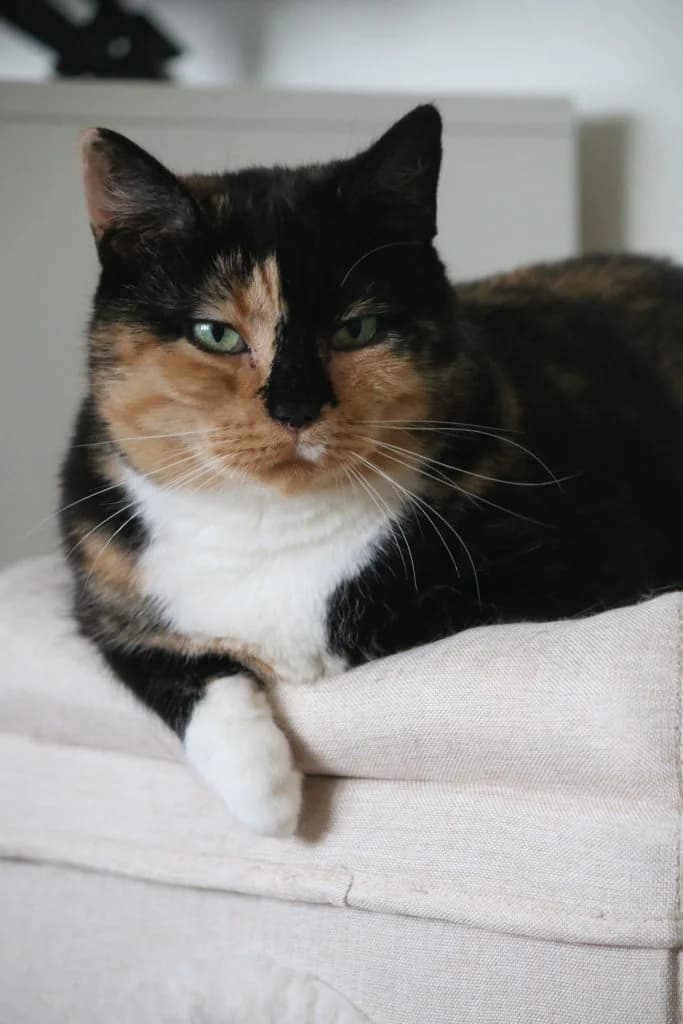 Lady, female Mixed Breed for adoption at Hildas Tassebo
