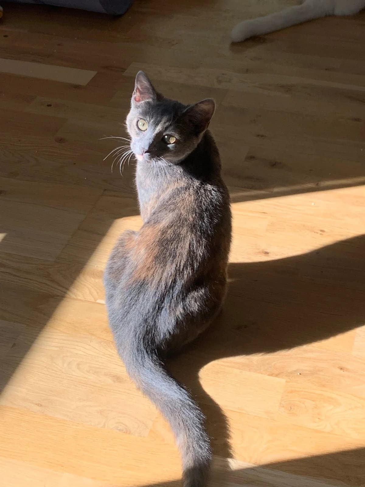 Andalou, female 3yo Mixed Breed for adoption at HKK Kalmar