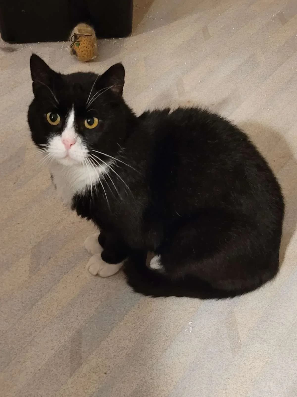 Bruse, Mixed Breed (HKK Kalmar)
