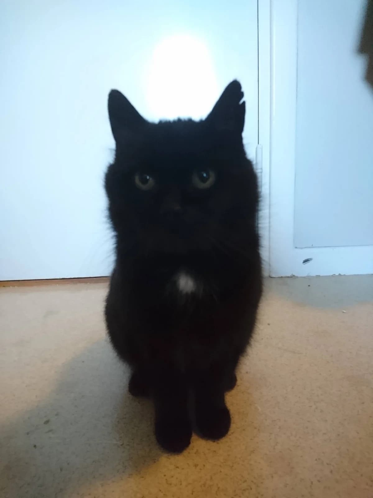 Dalida, female senior Mixed Breed for adoption at HKK Kalmar