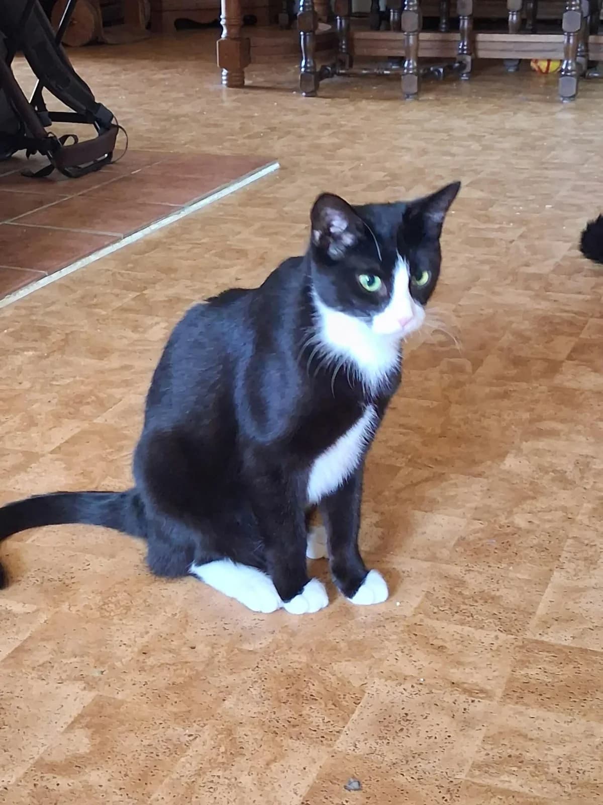 Fantomen, Mixed Breed (HKK Kalmar)