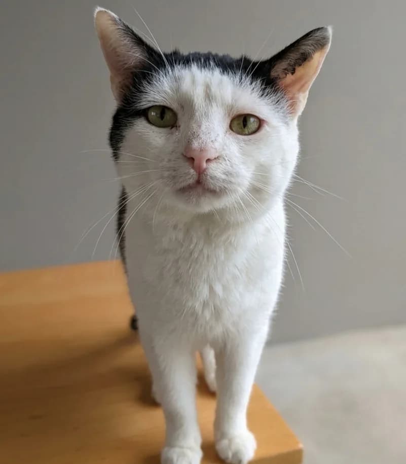 Felix, male 6yo Mixed Breed for adoption at HKK Kalmar