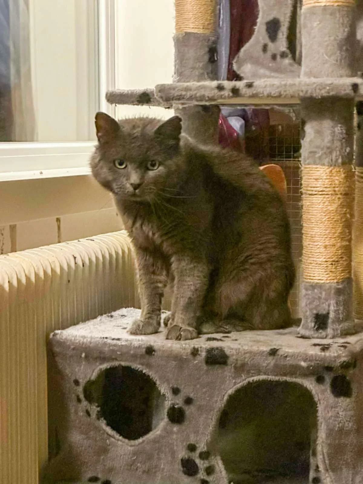 Fendi, Mixed Breed (HKK Kalmar)