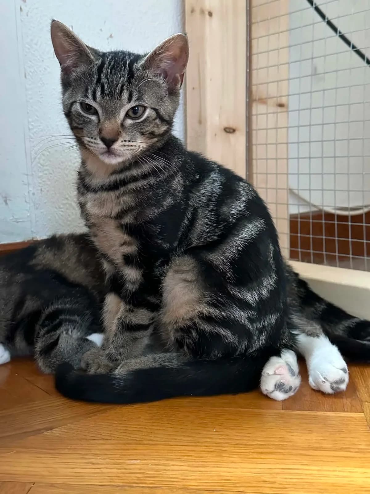 Freke, male puppy Mixed Breed for adoption at HKK Kalmar
