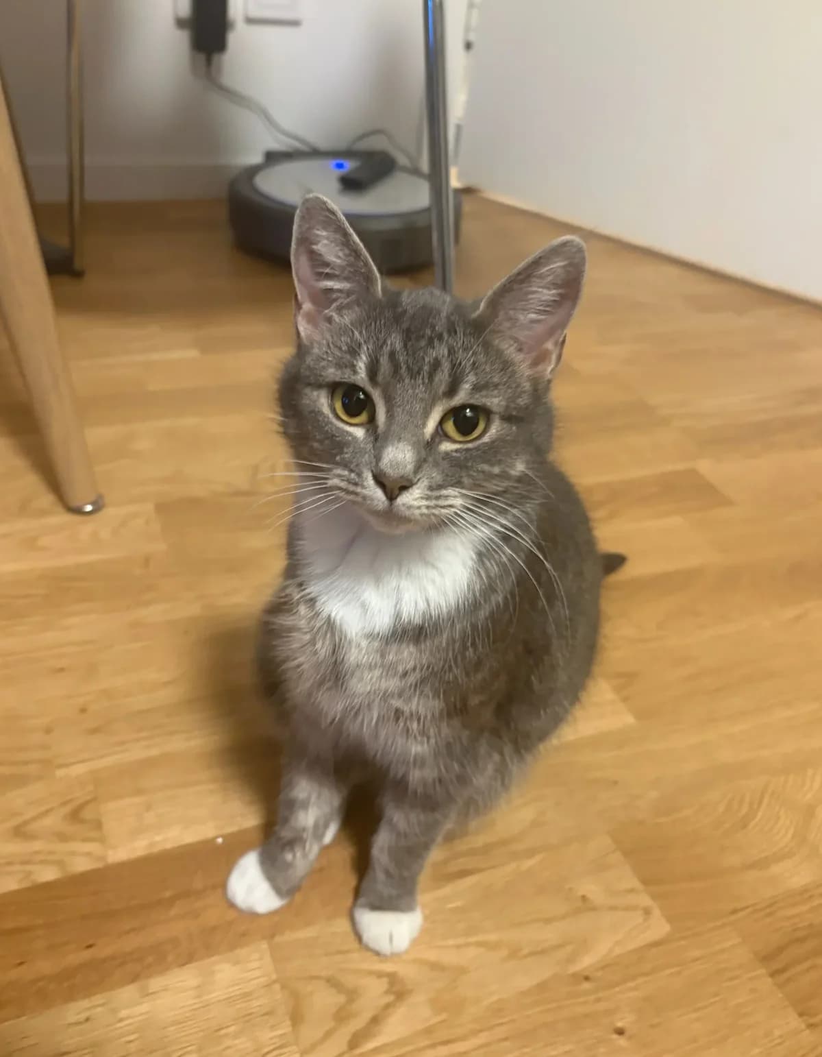 Holly, Mixed Breed (HKK Kalmar)