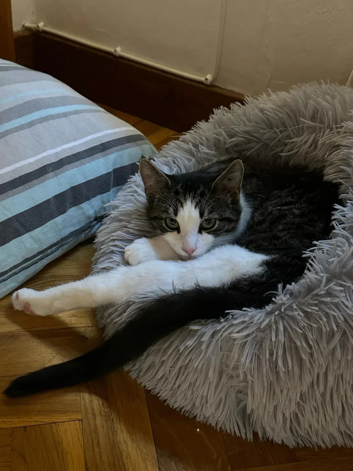 Houndini, female Mixed Breed for adoption at HKK Kalmar