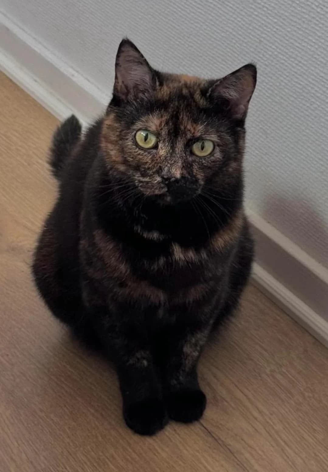 Jenka, female 5yo Mixed Breed for adoption at HKK Kalmar
