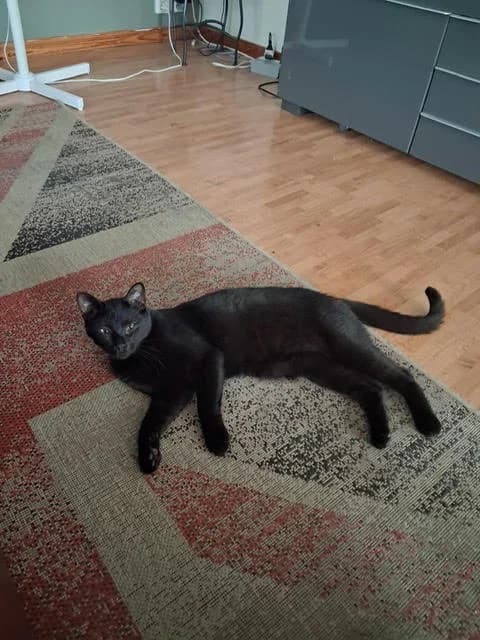 Käck, Mixed Breed (HKK Kalmar)