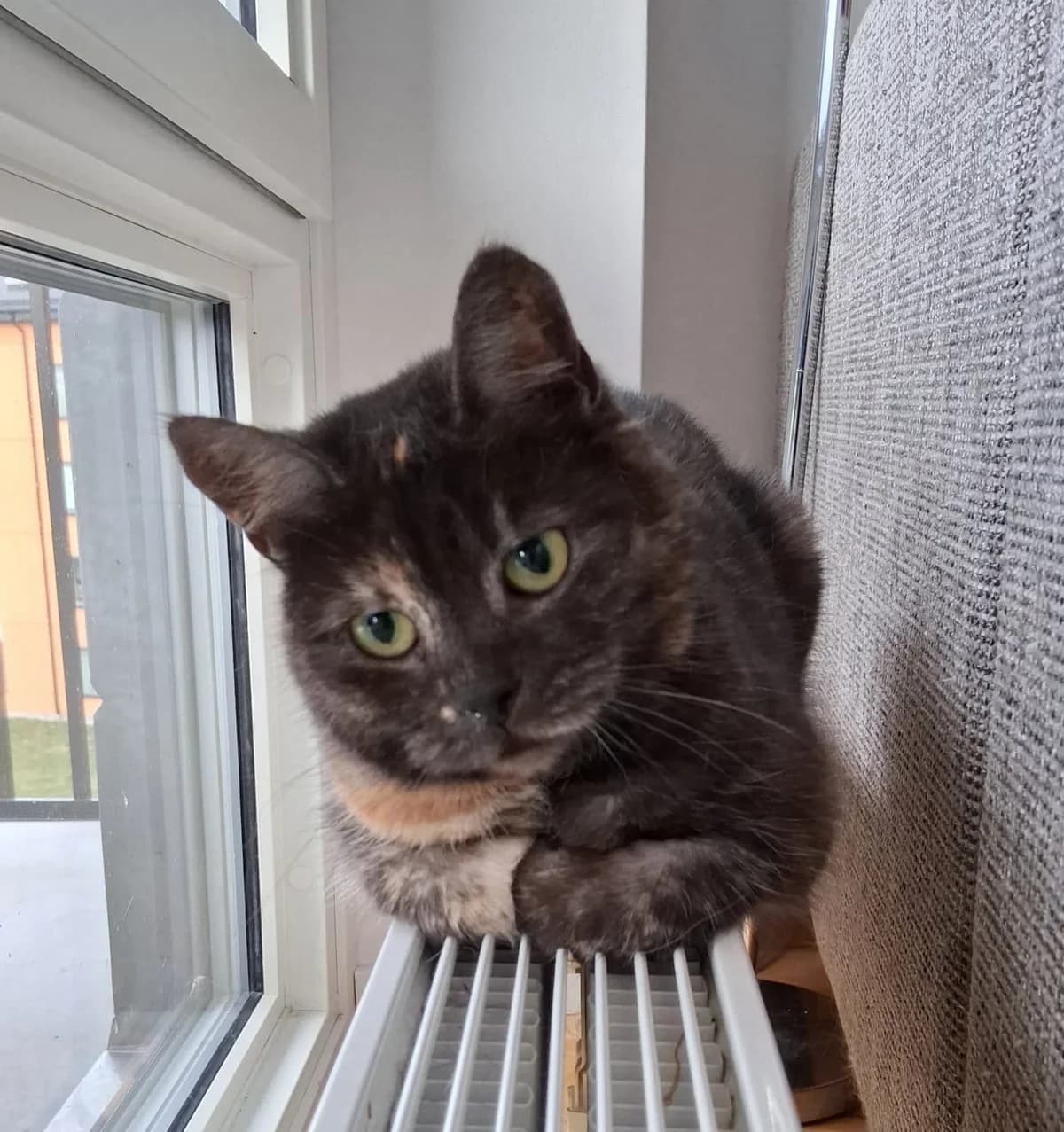 Kajli, female 3yo Mixed Breed for adoption at HKK Kalmar