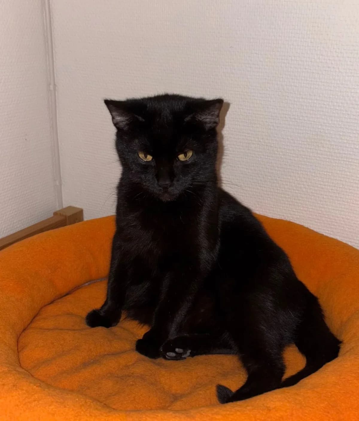 Kitty, Mixed Breed (HKK Kalmar)