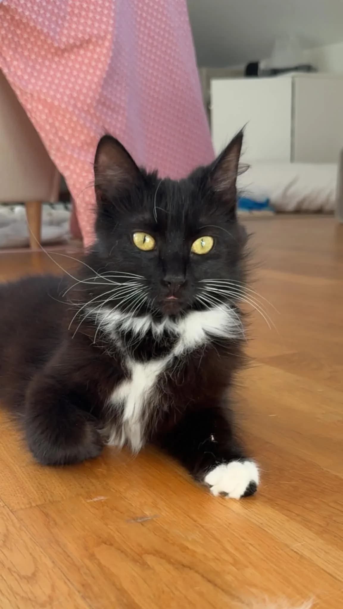 Korall, Mixed Breed (HKK Kalmar)