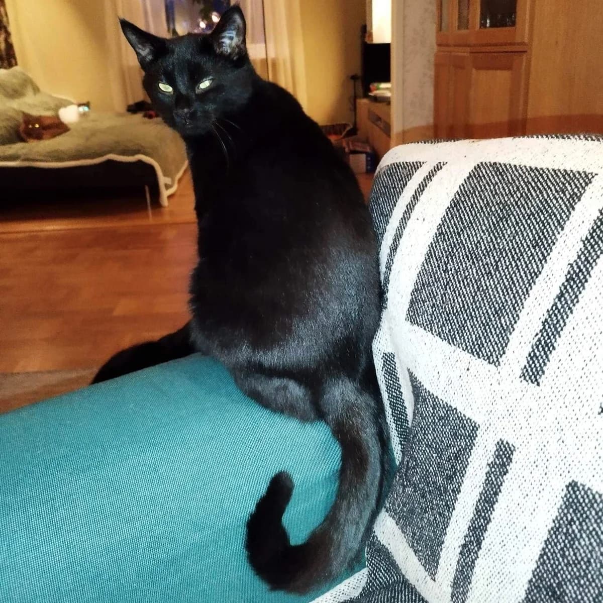 Lasse, male 5yo Mixed Breed for adoption at HKK Kalmar