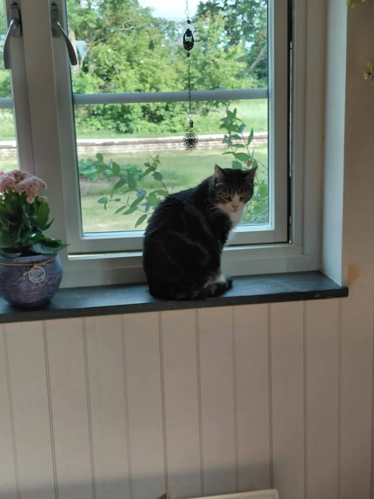 Lillan, female young Mixed Breed for adoption at HKK Kalmar