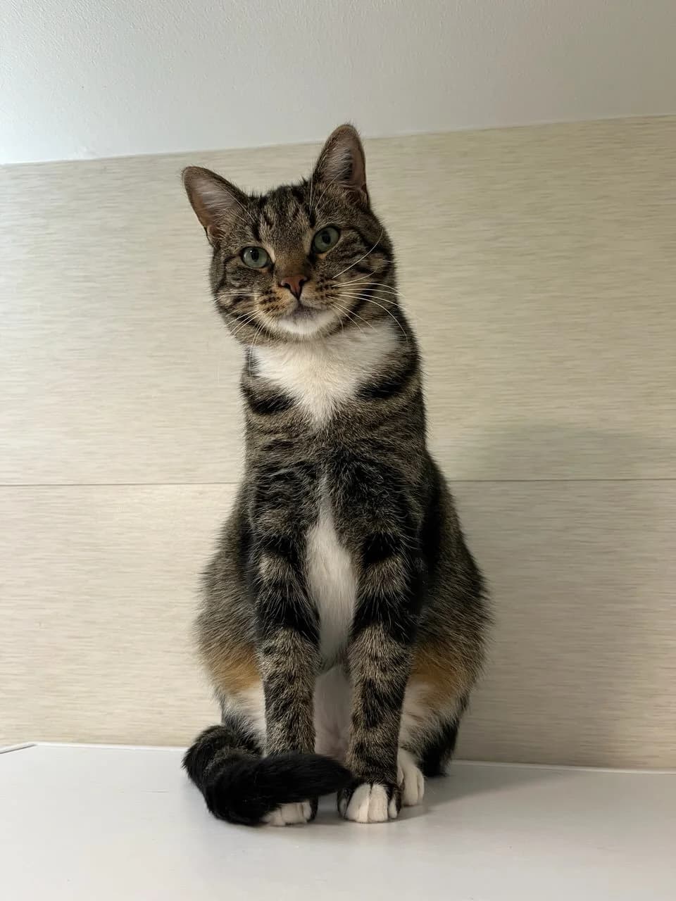 Malta, male young Mixed Breed for adoption at HKK Kalmar