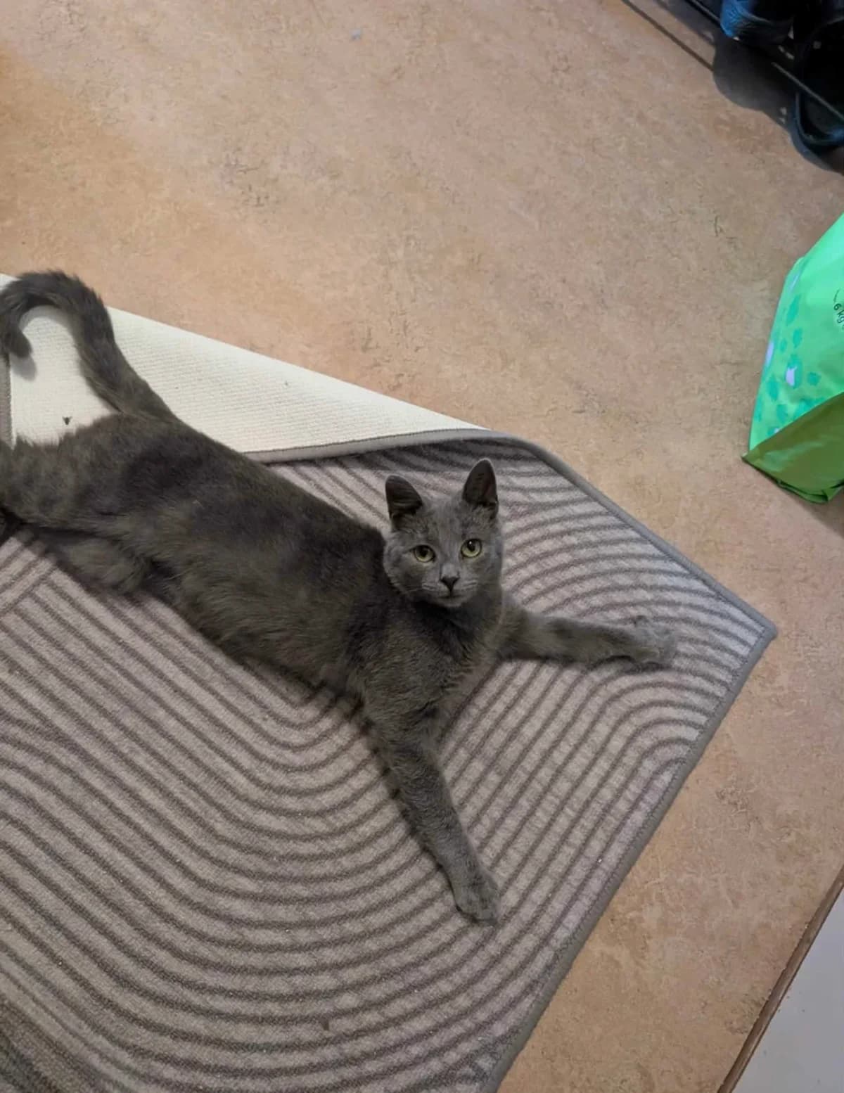 Megatron, male puppy Mixed Breed for adoption at HKK Kalmar