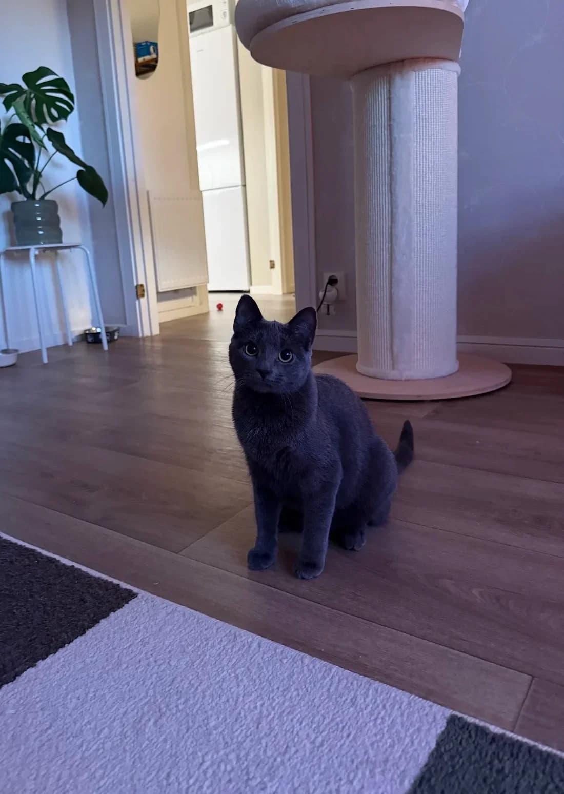 Miso, female young Mixed Breed for adoption at HKK Kalmar