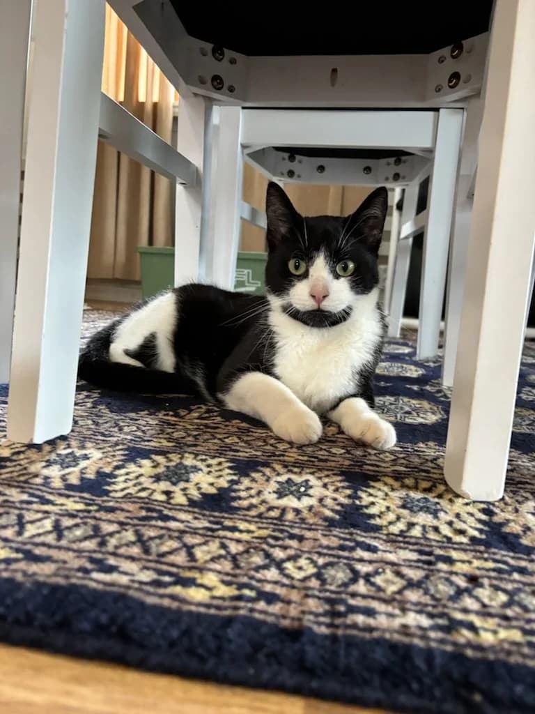 Mooz, male young Mixed Breed for adoption at HKK Kalmar